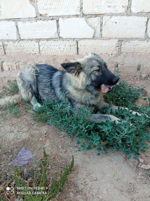 Хаски собака (бесплатно)