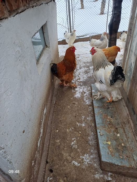 Vindem Găinii și Cucosii Braham  HD