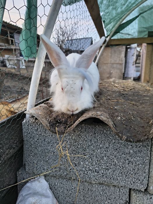 Iepuri de rasă cap de leu berbec german