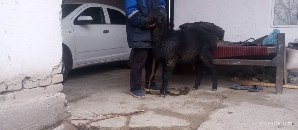 Зоттор казоки кучкор сотилади