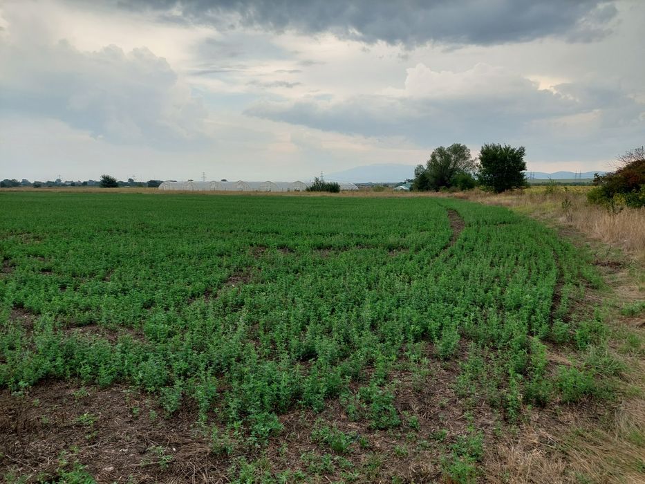 Продава земеделска земя 7 дка в с. Петърч