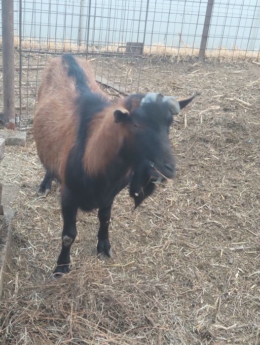 Țap Alpin Francez disponibil in Comuna Moțăței Judetul Dolj