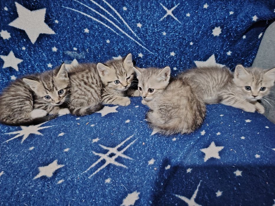 Продам бенгальских котят