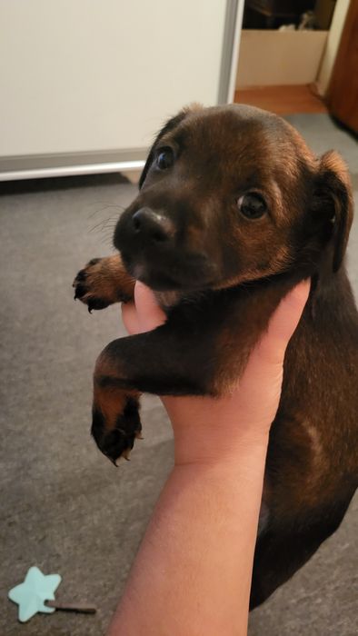 Отдам щенят в добрые руки