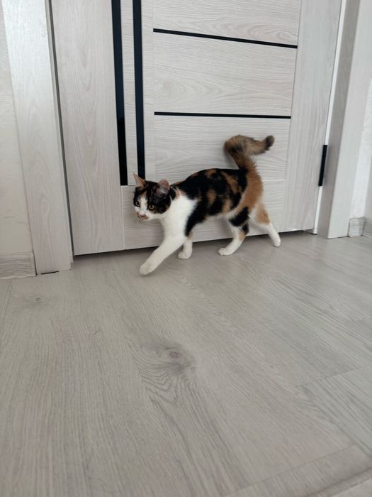 Mushuk hadiya qilinadi