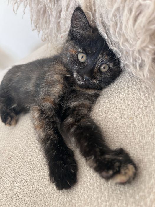 Котенок девочка трехцветка