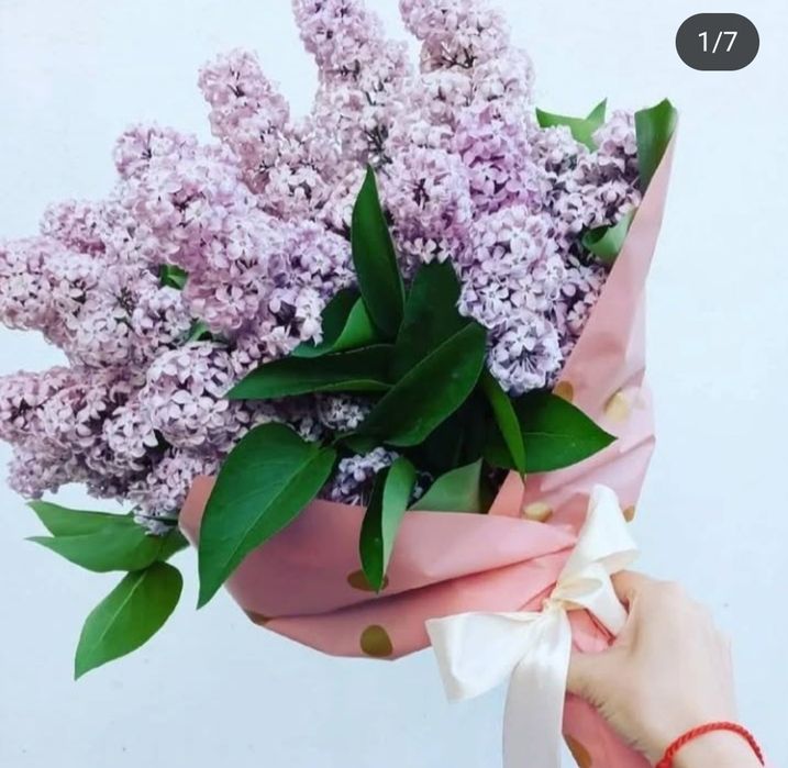 Сирень 1 ветка 500 тг