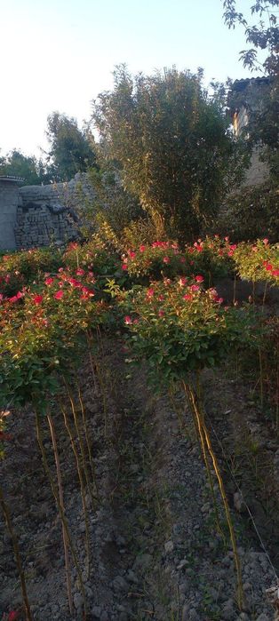 Штамбовый роза    Metropka shtampoviy atirgul boshlandi