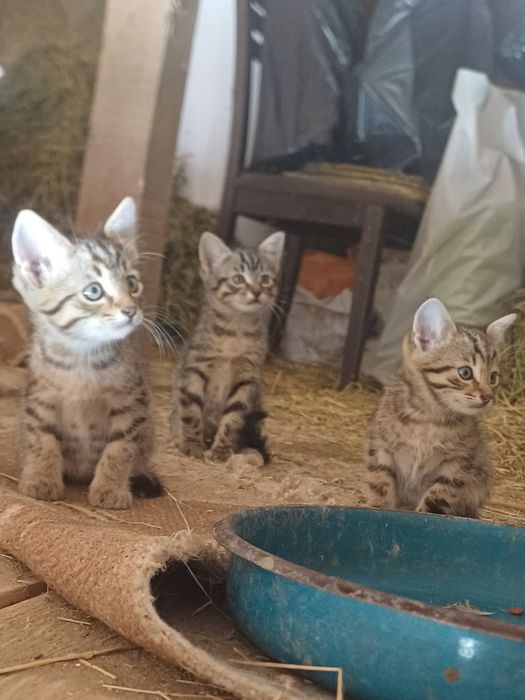 Подарявам малки котета