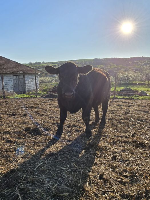 Vând tauras angus 10 luni