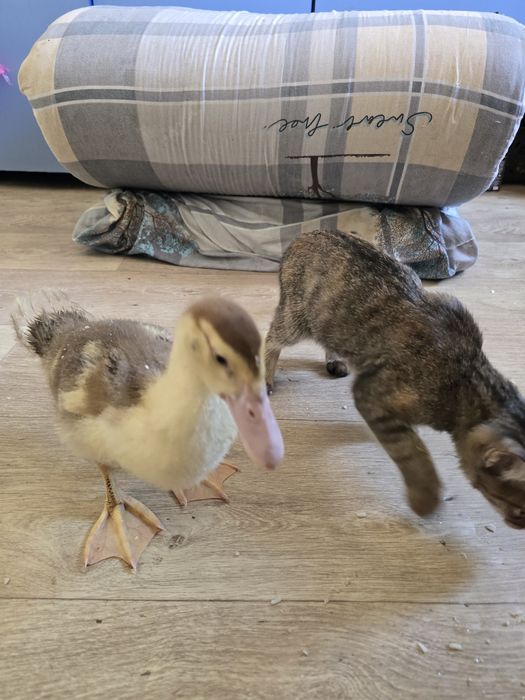 Есть уточки 2 шт продам не дорого!!!