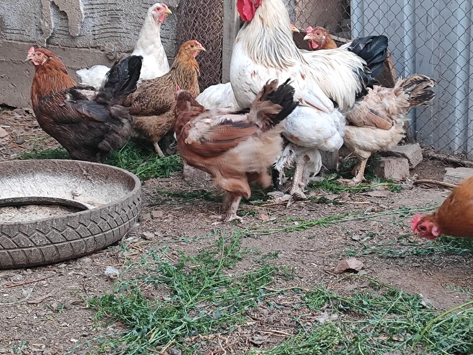 Продам домашних цыплят и курей,