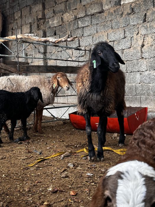 Husori qoylar sotiladi