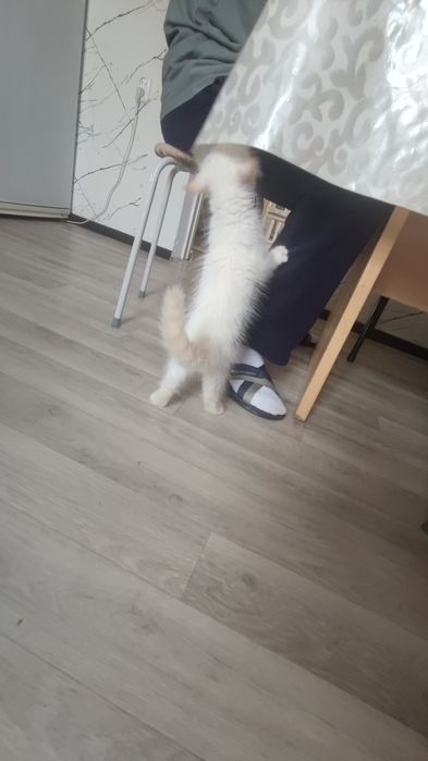 Котик в добрые руки