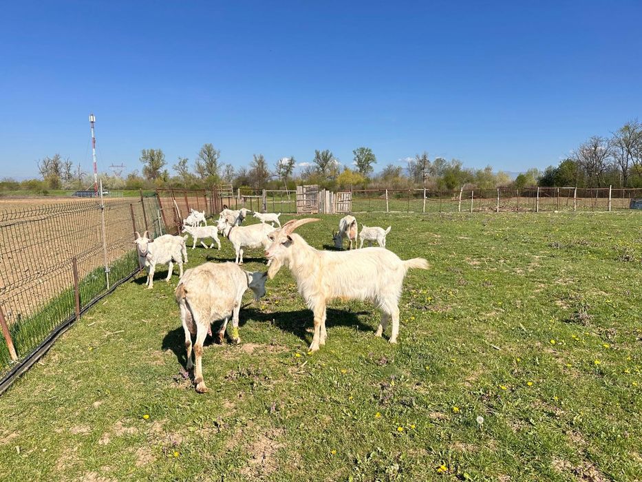 Vând lapte de capră