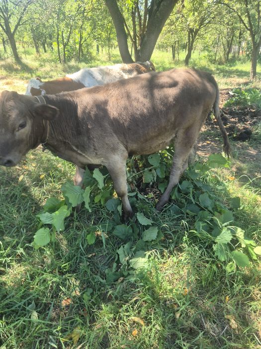 De vânzare doua  vitele de 3 luni jumate