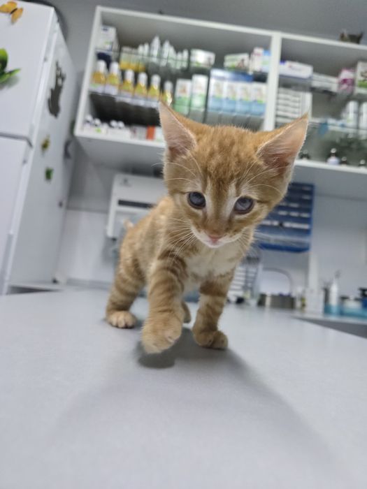 Adoptie pisoiasi