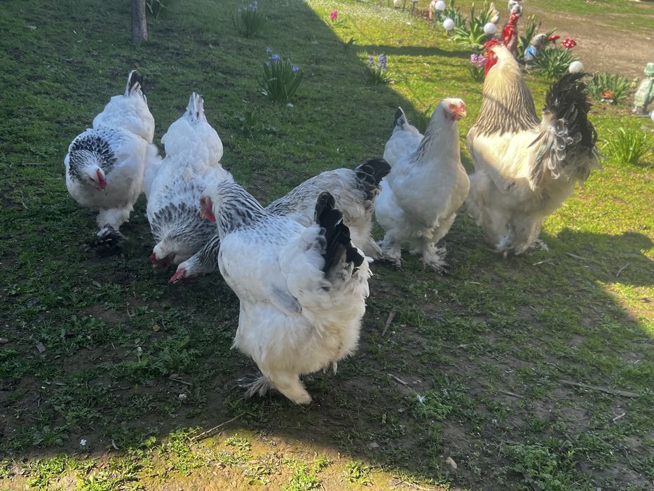 Oua de vanzare 7 lei