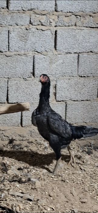 Дакан тухимлари сотилади 14-дона бор