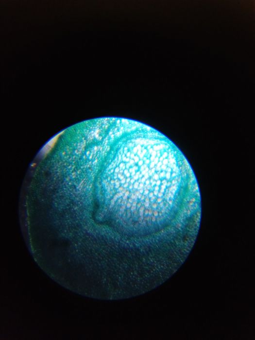 Микроскоп детский