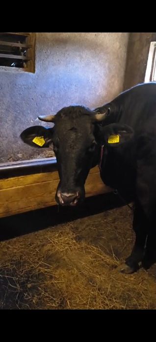 Vaca la prima fatare