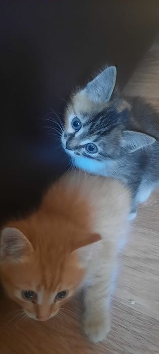 Отдам котят красивых