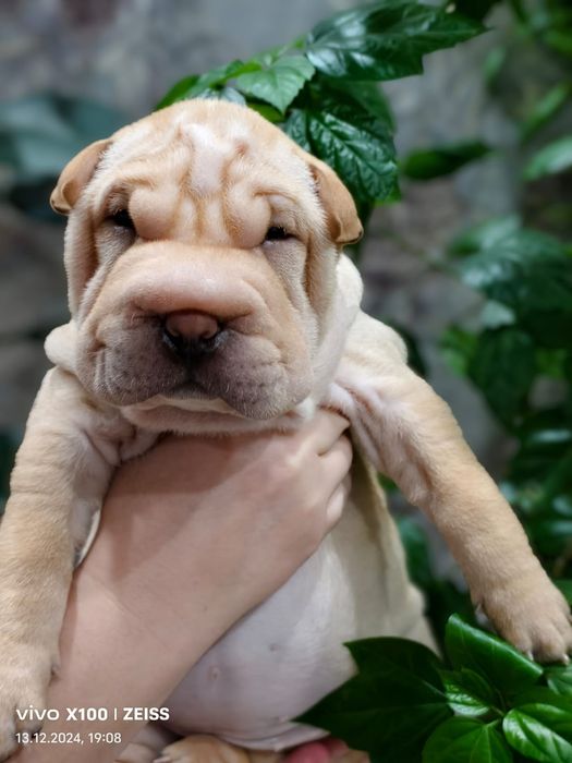 Продам щенков шарпея,рассрочка каспи