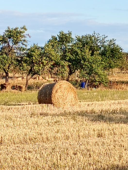 Baloți din paie de grâu