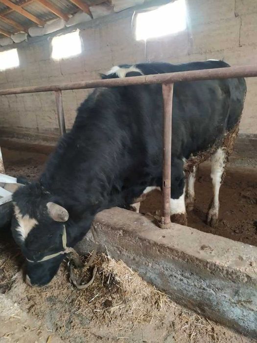 Жалақудуқ тумани бўйлаб гўшт ва гўшт махсулотлари