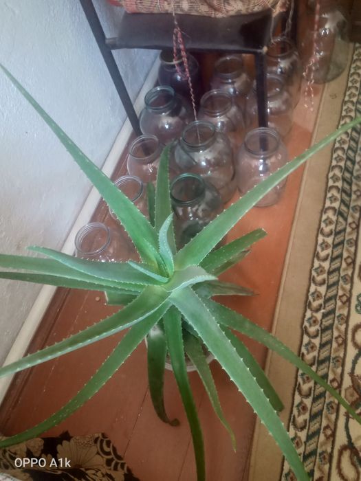 Алоэ вера сатамын