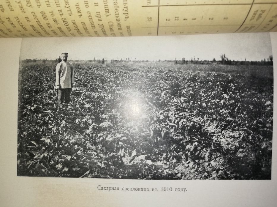 Носков "Хлопковое хозяйство в голодной степи" 1914 г.