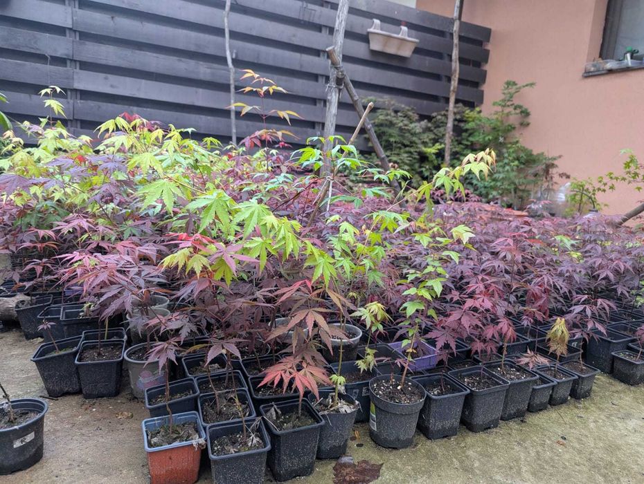 Artar japonez rosu/verde/potocaliu, peste 60 de soiuri