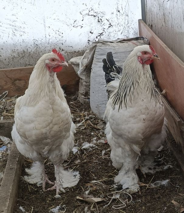 Продам петухов Брама.