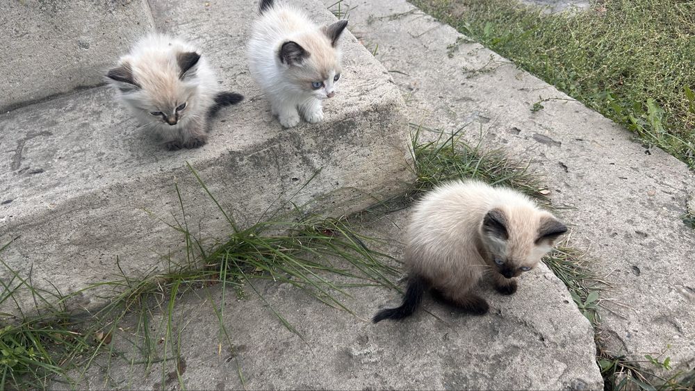 Отдам котят в хорошие руки