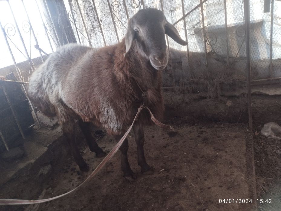 Arashan 8 oylik sotiladi