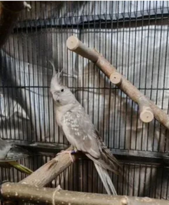 Корелла мальчик серый