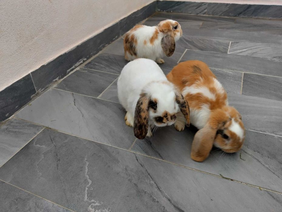 Vând Iepuri pitici rasa berbec