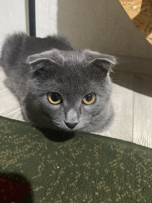 Кошка девочка очень ласковая приучина к туалету отдам в добрые руки