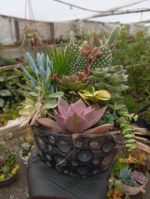 Продаются цветы-подарки для женщин к 8 марта. Большой ассортимент