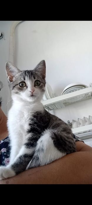 Отдам только в хорошие руки