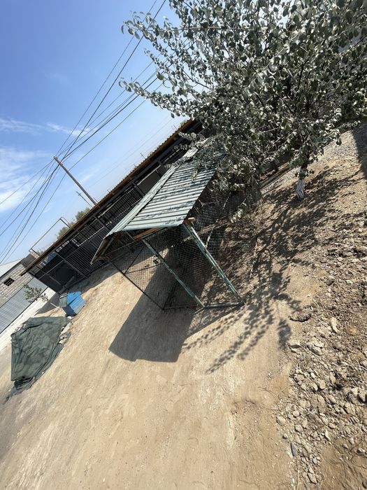 Курятник. Тауық кепе