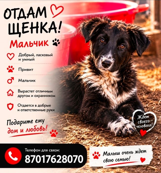 Отдам щенков девочку и мальчиков  в хорошие руки
