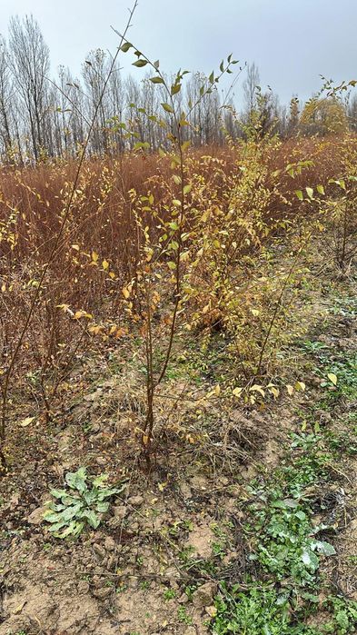 Карагач высота 1 - 2 метровые