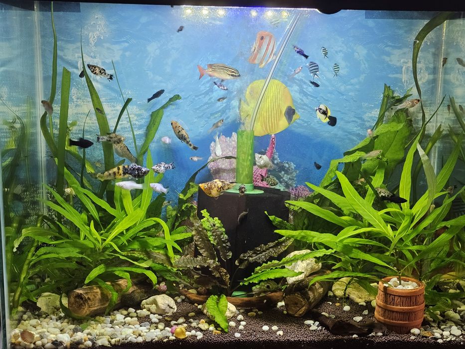 Продаются молинезия