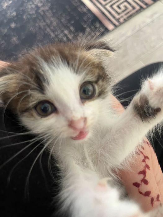Продам котенка срочно