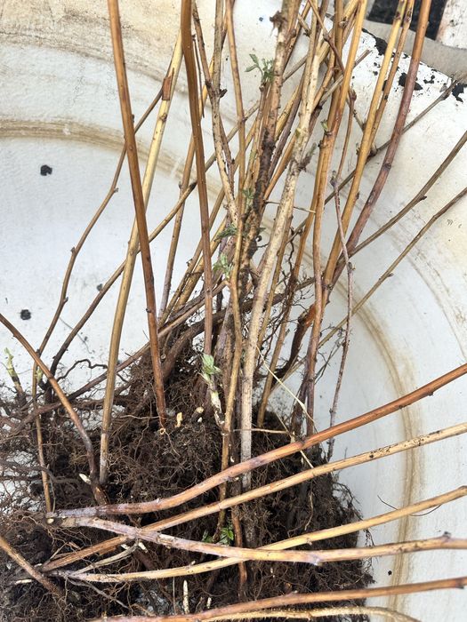 Саженцы малины продам