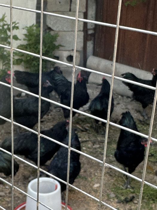 Продам кур , молодняк.