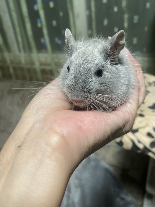 Donez Veverite Degu