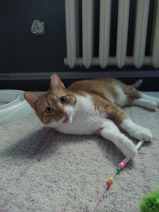 Осинови коте Кюфтенце