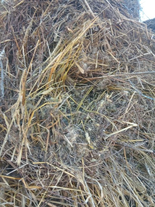 Baloți de lucernă și fân!